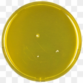 Aspergillus Purpureus Meaox - Circle, HD Png Download - petri dish png