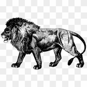 Wildlife,big Cats,roar - Masai Lion, HD Png Download - roar png