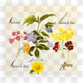 Picture Of Flower Cloth Periwinkle - Rosa Canina, HD Png Download - flowers illustration png