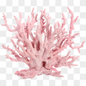 Pink Coral Reef Png, Transparent Png - coral png