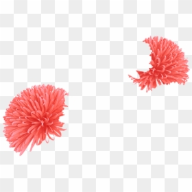Chrysanths, HD Png Download - coral png