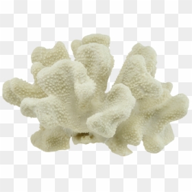 Coral, HD Png Download - coral png