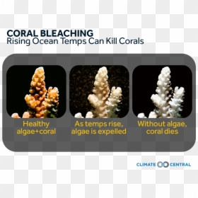 Effect Of Temperature On Coral Reefs, HD Png Download - coral png