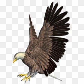 Eagle Clipart Png, Transparent Png - bald eagle png
