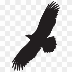 Golden Eagle Flight Silhouette, HD Png Download - bald eagle png