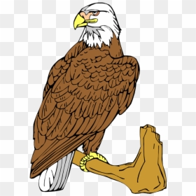 Eagle, HD Png Download - bald eagle png