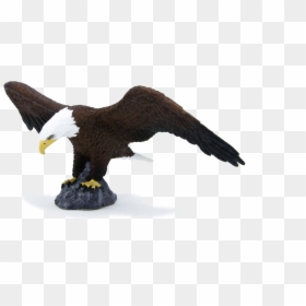 Bald Eagle Png, Transparent Png - bald eagle png