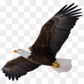Eagle Png, Transparent Png - bald eagle png