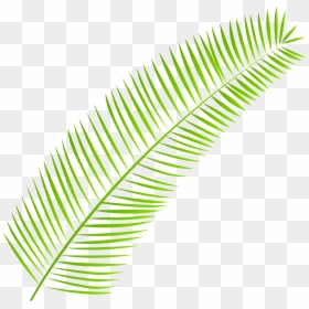 Palm Leaf Png, Transparent Png - palm leaf png