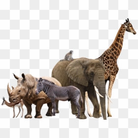 Wild Animals Transparent Background, HD Png Download - animals png