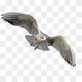 Sea Bird No Background, HD Png Download - animals png
