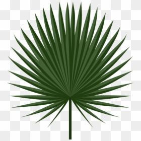 Cabbage Palm Leaf Png, Transparent Png - palm leaf png