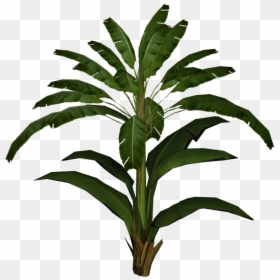 Palm Leaf Plant Png, Transparent Png - palm leaf png