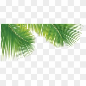 Palm Leaves Transparent Background, HD Png Download - palm leaf png