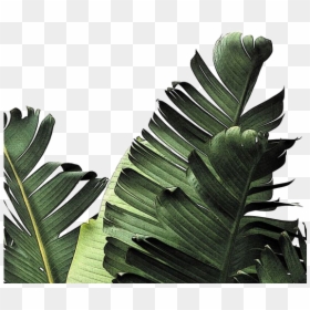 White Background With Leaves, HD Png Download - palm leaf png