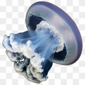 Jellyfish With No Background, HD Png Download - jellyfish png