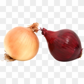 Onion, HD Png Download - onion png