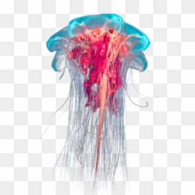 Transparent Jellyfish, HD Png Download - jellyfish png