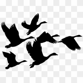 Flock Of Geese Silhouette, HD Png Download - animals png