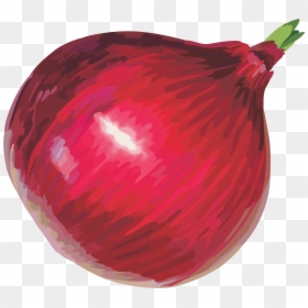 Onion Cliparts, HD Png Download - onion png