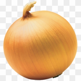 End Of A Onion, HD Png Download - onion png