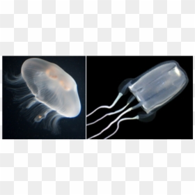 Jellyfish, HD Png Download - jellyfish png
