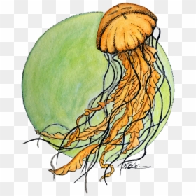 Jellyfish, HD Png Download - jellyfish png