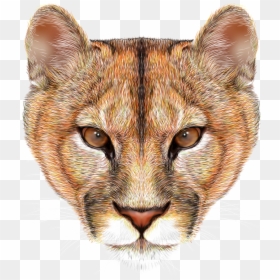 Mountain Lion Face Clip Art, HD Png Download - lion head png