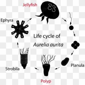 Metamorphosis Of A Jellyfish, HD Png Download - jellyfish png