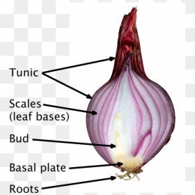 Scale Leaves Of Onion, HD Png Download - onion png