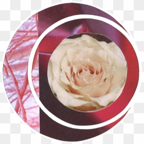 Rosa × Centifolia, HD Png Download - full moon png