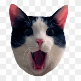 Cat Meme Png - - Funny Cat Transparent Background, Png Download - cat meme png