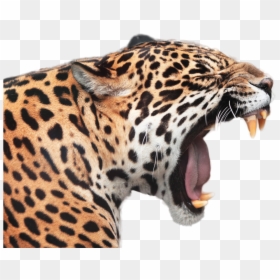 Jaguar Png Image - Papel De Parede Animado Leopardo, Transparent Png - roar png