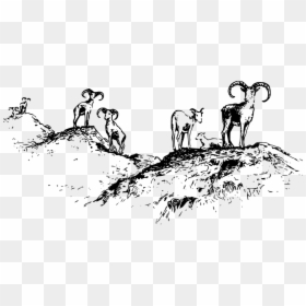 Animal, Ewe, Game Asset Call, Lamb, Mammal, Ram, Sheep - Sheep Ram Ewe Pixabay, HD Png Download - ram animal png
