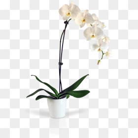 Transparent Orchid Flower Png - Transparent Background Orchid Png, Png Download - purple orchid png
