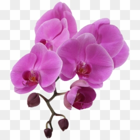 Purple Orchid Png, Transparent Png - purple orchid png