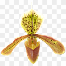 #paphiopedilum #idaleciosantos #orchid #orchids #orchideas, - Cypripedium, HD Png Download - purple orchid png