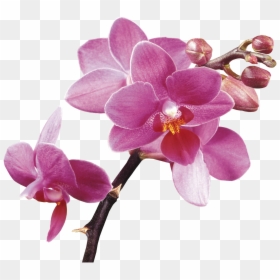Spa Flower Orchids Free Hq Image Clipart - Orchid Transparent Background, HD Png Download - purple orchid png