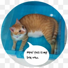 20131120 205159a - Tabby Cat, HD Png Download - cat meme png