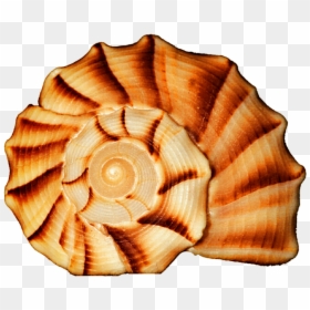 Seashell Spiral , Transparent Cartoons - Seashells Spiral, HD Png Download - seashell silhouette png