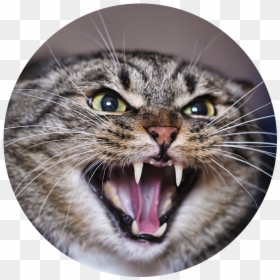 Angry Adult Tabby Cat - Aggressive Cat, HD Png Download - cat meme png