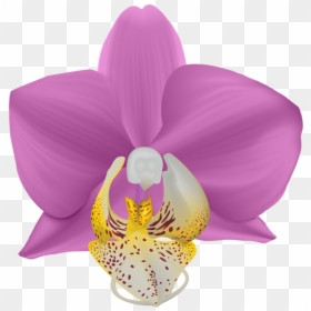 Transparent Png Clip Art - Clip Art, Png Download - purple orchid png