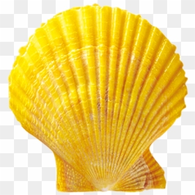Seashell Shellfish Conchology Scallop - Yellow Shells Transparent, HD Png Download - seashell silhouette png