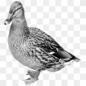 Mallard Png Free Download - Goose Bill Vs Duckbill, Transparent Png - mallard duck png