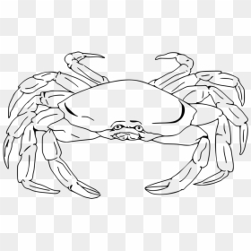 Crab Clipart Crab Drawing - Realistic Crab Line Drawing, HD Png Download - crab clipart png