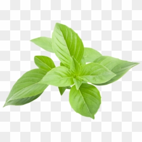 Greek Basil - Foglia Basilico Greco, HD Png Download - greek leaves png