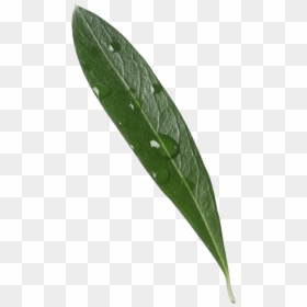 Greek Olive Oil Leaf - Japanese Camellia, HD Png Download - greek leaves png