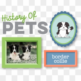 History Of Pets, HD Png Download - border collie png