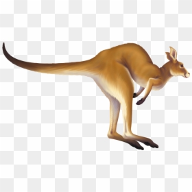 Transparent Kangaroo Clipart Png - Animal Running Png Gif, Png Download - running clipart png