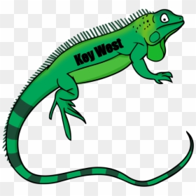 Transparent Background Reptile Clipart, HD Png Download - reptile png